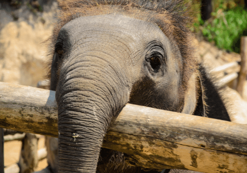 Baby elephant Zoopharmacognosy