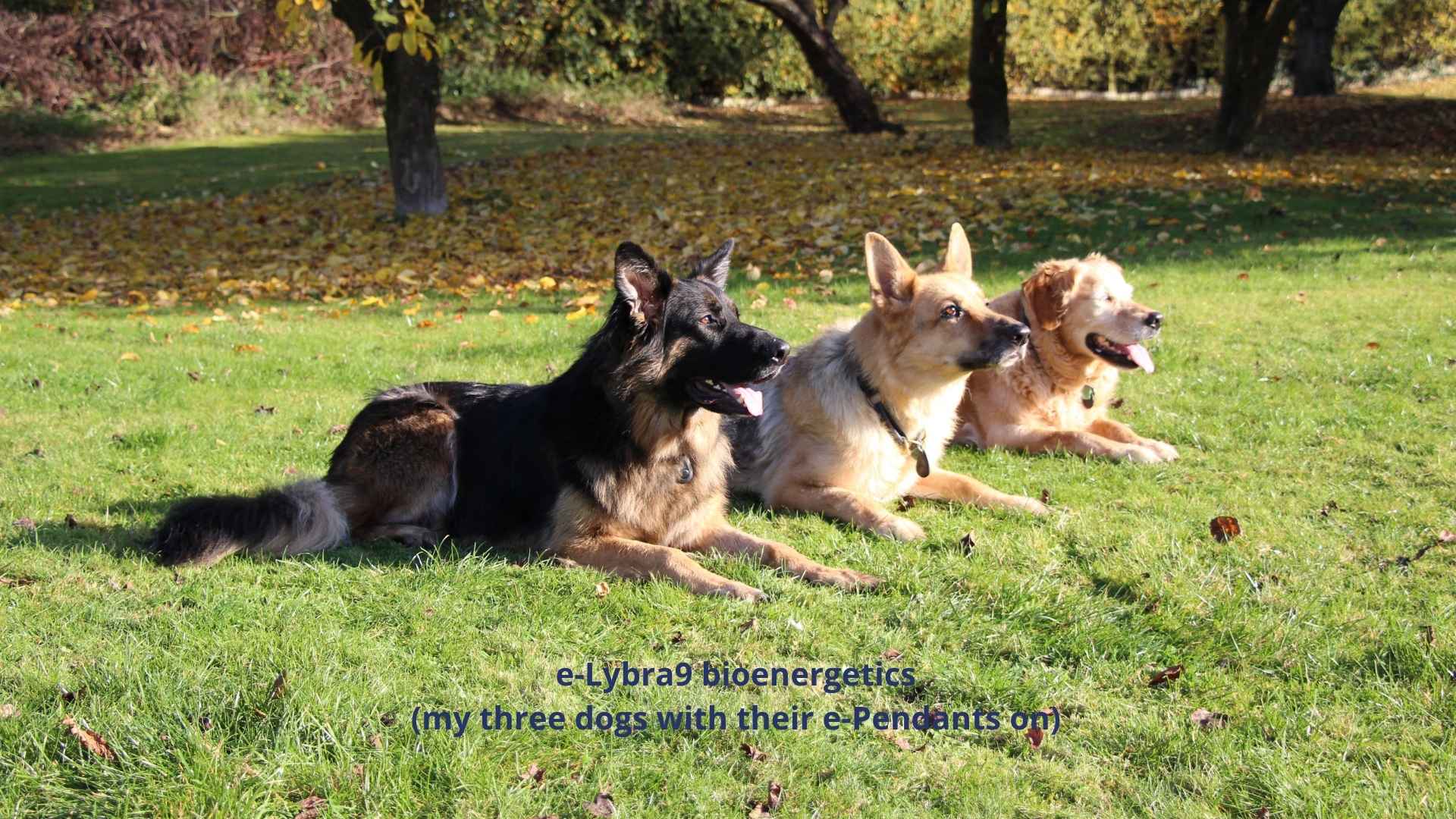animal bioresonance
