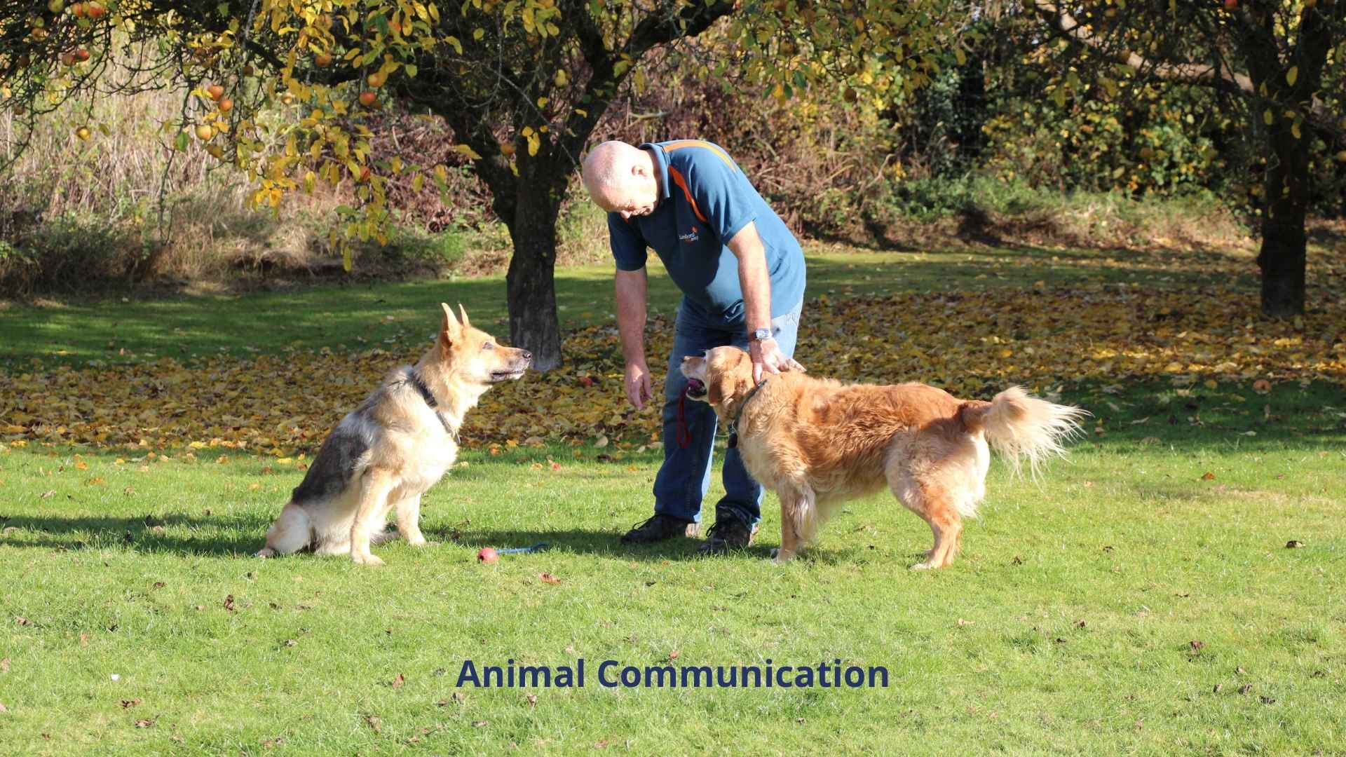 Animal communication