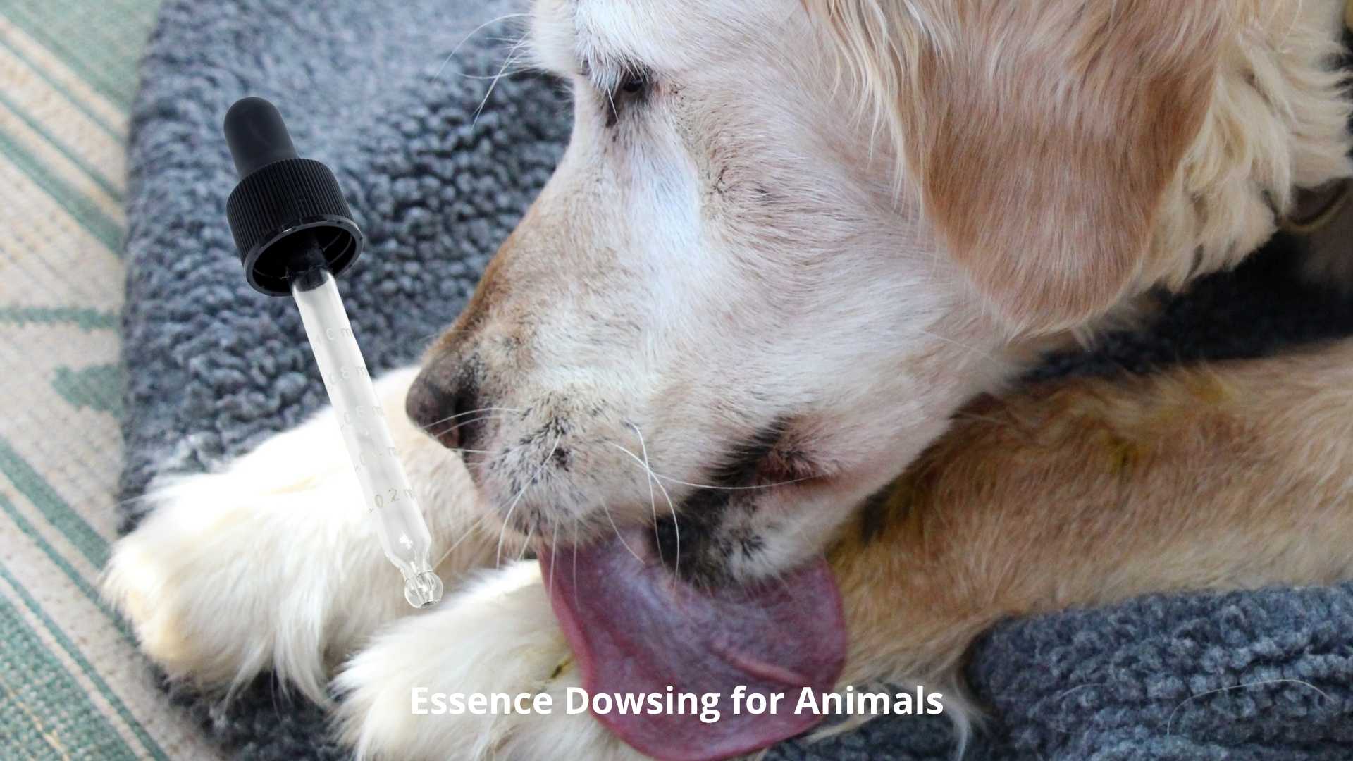 Essence dowsing for animals